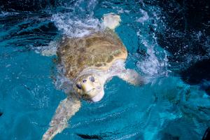 Snooki loggerhead sea turtle swimming