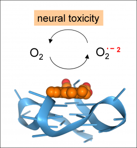 Flipons G-quadruplex Hemin Peroxidase free radicals