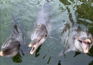 Three Atlantic bottlenose dolphins—Sandy, Capri, and Soleil—at the water’s surface with mouths open at Theater of the Sea in Islamorada, Florida Key