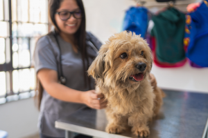 veterinarian examining dog
