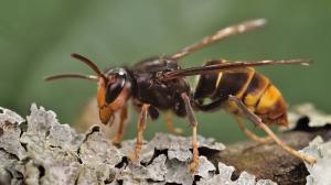 Yellow Legged hornet resting on a branch