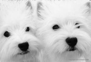 Westie dogs