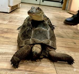 A small alligator resting on top of a large tortoise indoors, showing an unusual and memorable wildlife interaction.