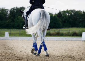 Dressage rider in formal navy attire on a white horse performing in an outdoor arena, viewed from behind showing rider's posture and horse's engagement.