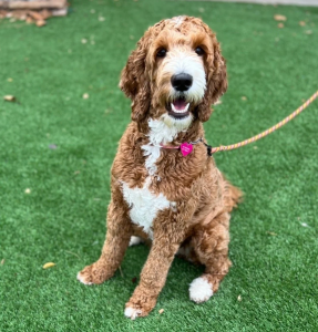 trained goldendoodle for California