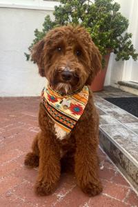 chocolate goldendoodle