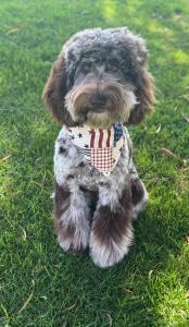 teacup goldendoodle breeders.