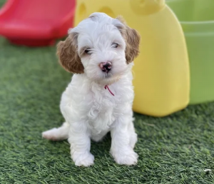 micro goldendoodle breeders.