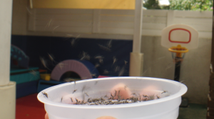 Senecio male mosquitoes are flying out of a small dish