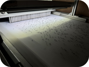 A group of mosquitoes on a moving conveyor belt being conveyed towards a sorting station