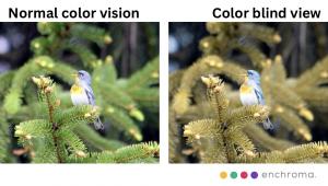 One image showing vivid colors the other showing more muted tones.