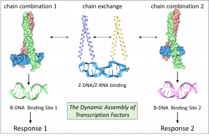 Flipons Z-DNA MYC YAMANKA Factors FOS JUN NRF2 Z-RNA