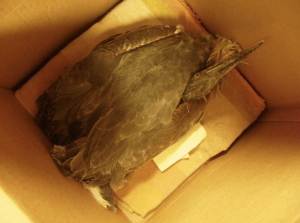 This Great Blue Heron was rescued after it fell from a nest due to blasts from fireworks at Marina del Rey