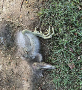 This chick was found dead under its nest the next day.