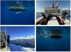 Small-group, whale-led in-water encounters supported by a licensed crew during One With Whales expeditions in Dominica
