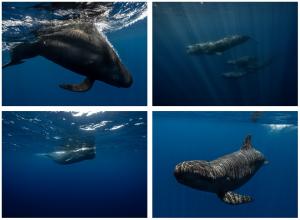 Sperm whales resting and socializing near the surface in Dominica’s coastal waters