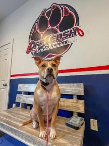 Off Leash Training in 30A