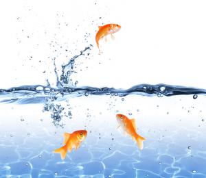 Like fish are immersed in water, we are immersed in our habits.