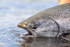 Bristol Bay fish counts