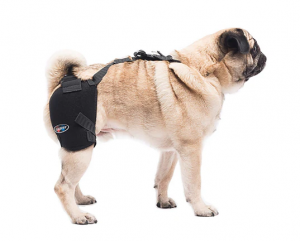 Small Dog Hip Brace