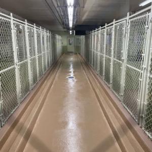 Kennel Epoxy Flooring