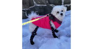 dog leggings for snow,