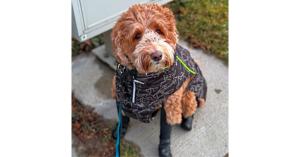 boots that stay on dogs