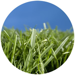 organic fertilizer company