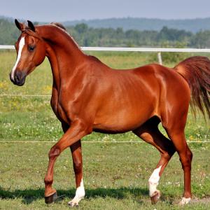 whitney mcWhorter, Founder of A Noble Foundation, Noble Adventures Magazine, luxury wellness nonprofit, visionary leadership, family-centered healing, generational restoration, holistic education nonprofit, STEM and Formula 1 experiences, luxury nonprofit