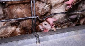 Egg-laying hens in cages.