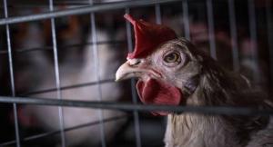 An egg-laying hen in her cage.