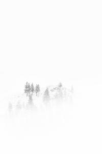 Veil II by Photographer, Maria Marriott. Minimalistic image of pines in fog and snow.