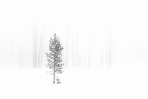 Companion by Photographer, Maria Marriott. Minimalistic winter image.