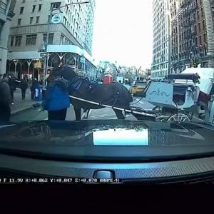 25-year-old carriage horse Destiny was spooked in Central Park and ran into NYC traffic. Several cars were damaged, but thankfully no one was hurt.