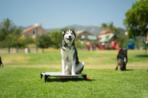 Southern CA Dog Training
