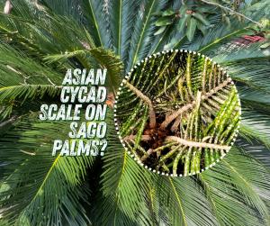 Sago Palms with Asian Cycad Scale