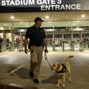 Retired law enforcement K-9 handler patrolling a stadium with a trained K-9 detection dog scanning the premises for weapons and explosives, supporting law enforcement, government, and private security operations.