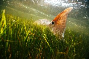 Redfish swimming on Texas coast