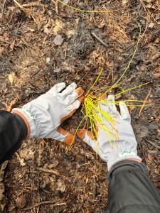 The Florida State Parks Foundation's Plant a Pine program has planted more than 500,000 trees in state parks since 2020.