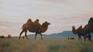 Mongolian camels can be seen during 4x4 self-drive tours in Mongolia