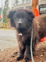 small black dog standing