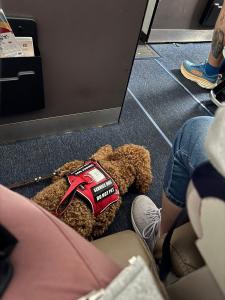 Bear in Disney - Service Dog Training