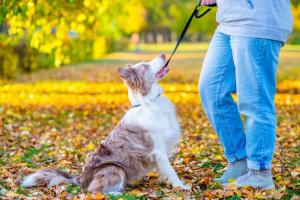 Dog Training Guide