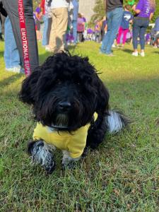 Paying Close Attention!