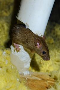 rodents-attic-insulation-chesapeake