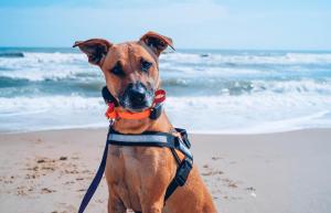 Happy dog after training, showing calm behavior and focus outdoors in Hampton, Virginia