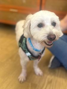 Teddy, the 2026 PEDIGREE Foundation Rescue Dog of the Year