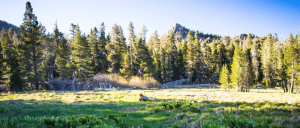 Lush green meadow surrounded by tall coniferous trees and rocky peaks under a clear blue sky.