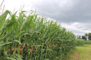 The new Dual Action NutriHarvest® Organic Fertilizers have been rigorously tested and proven to boost corn crop yields