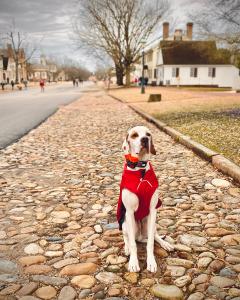 White dog wearing a red jacket sitting calmly on a cobblestone street in a historic neighborhood.